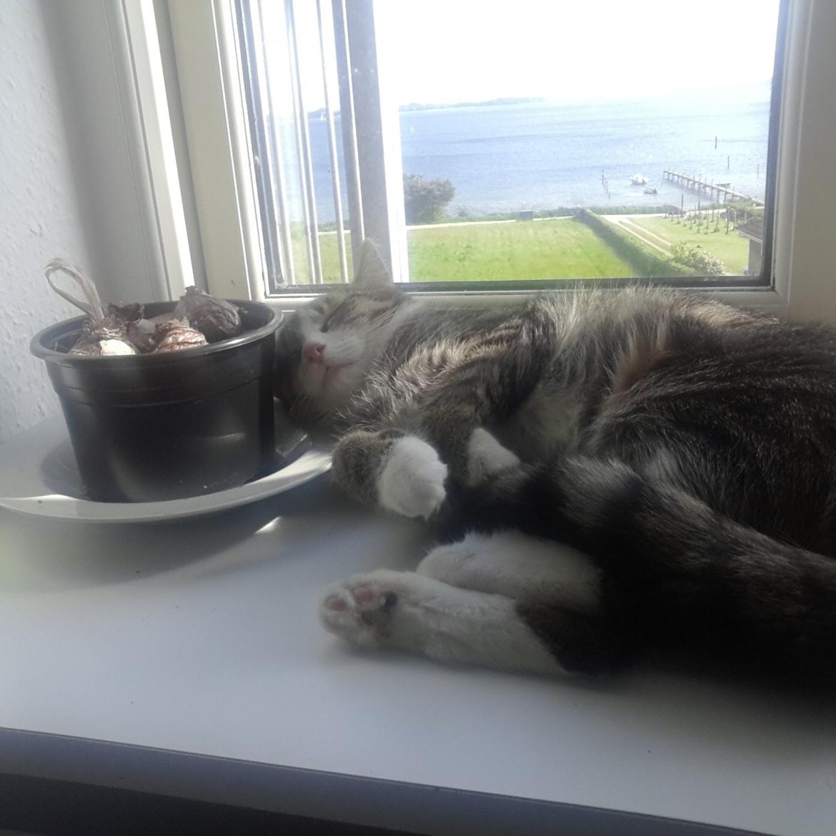 Huskat Tulle billede 32