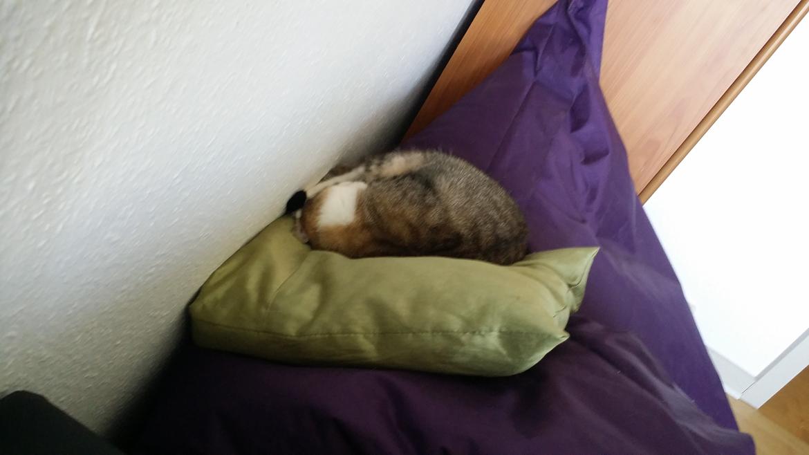 Huskat Tulle billede 34