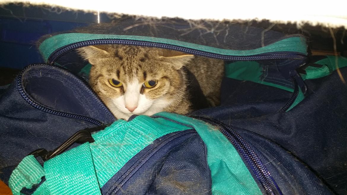 Huskat Tulle billede 36