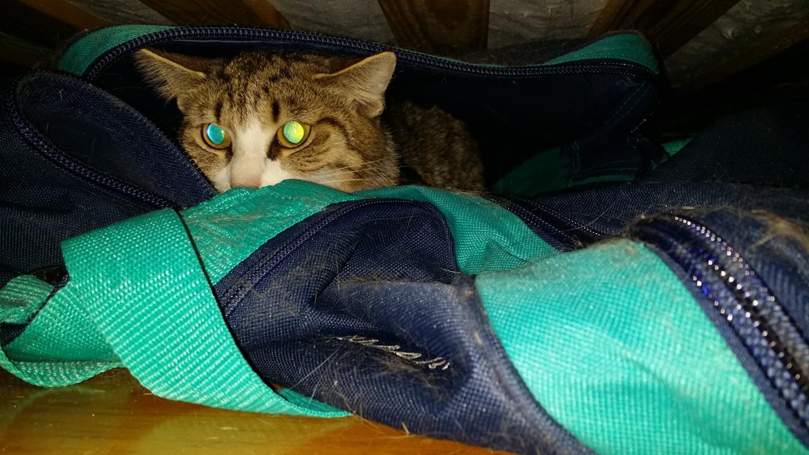 Huskat Tulle billede 37