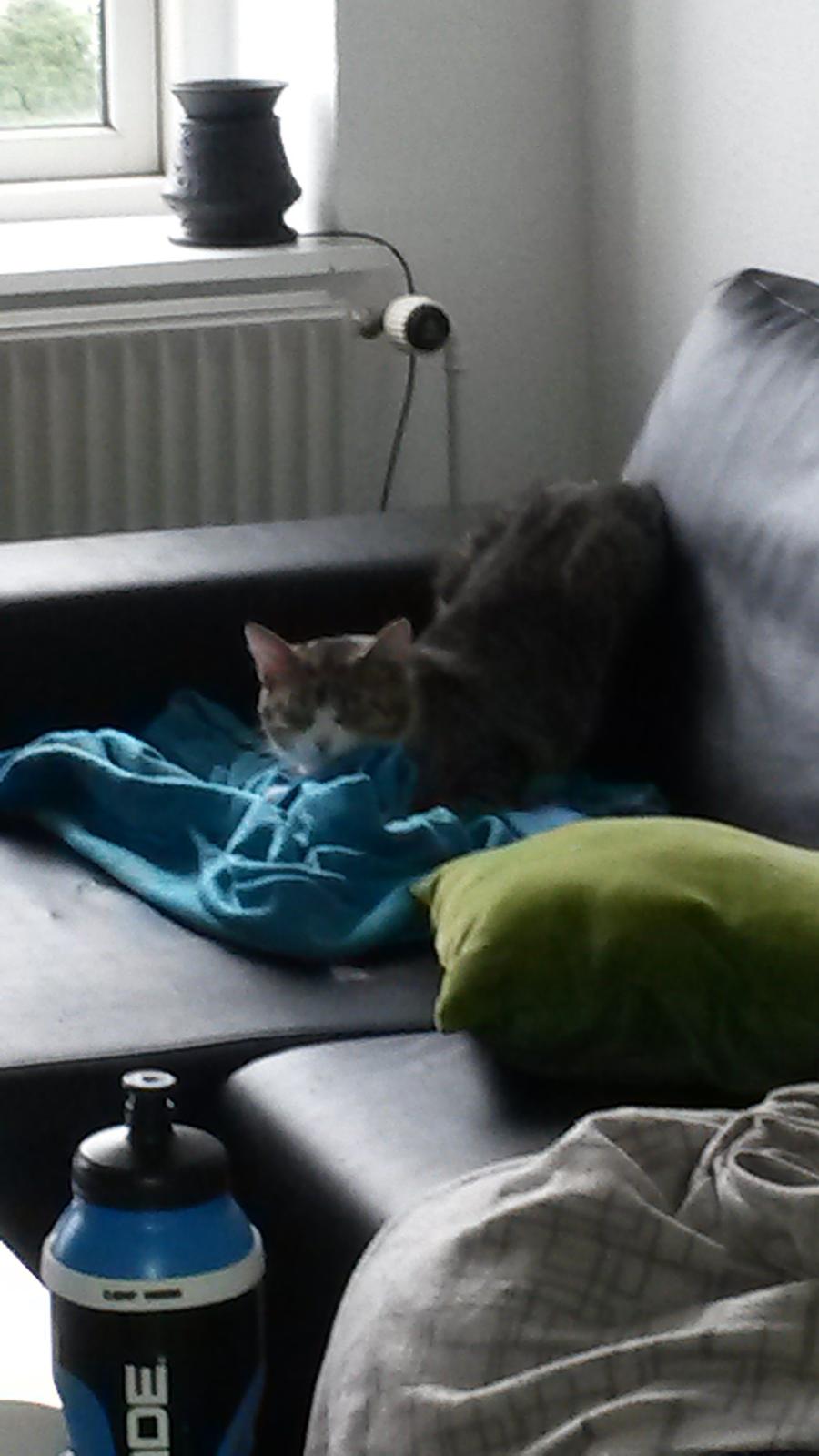 Huskat Tulle billede 40