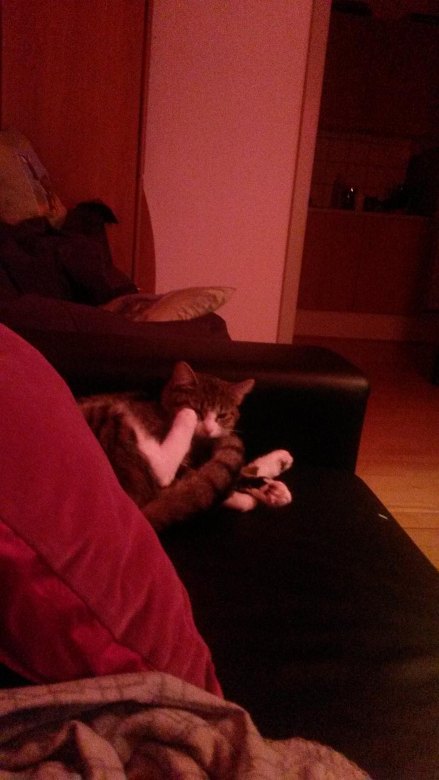 Huskat Tulle billede 45