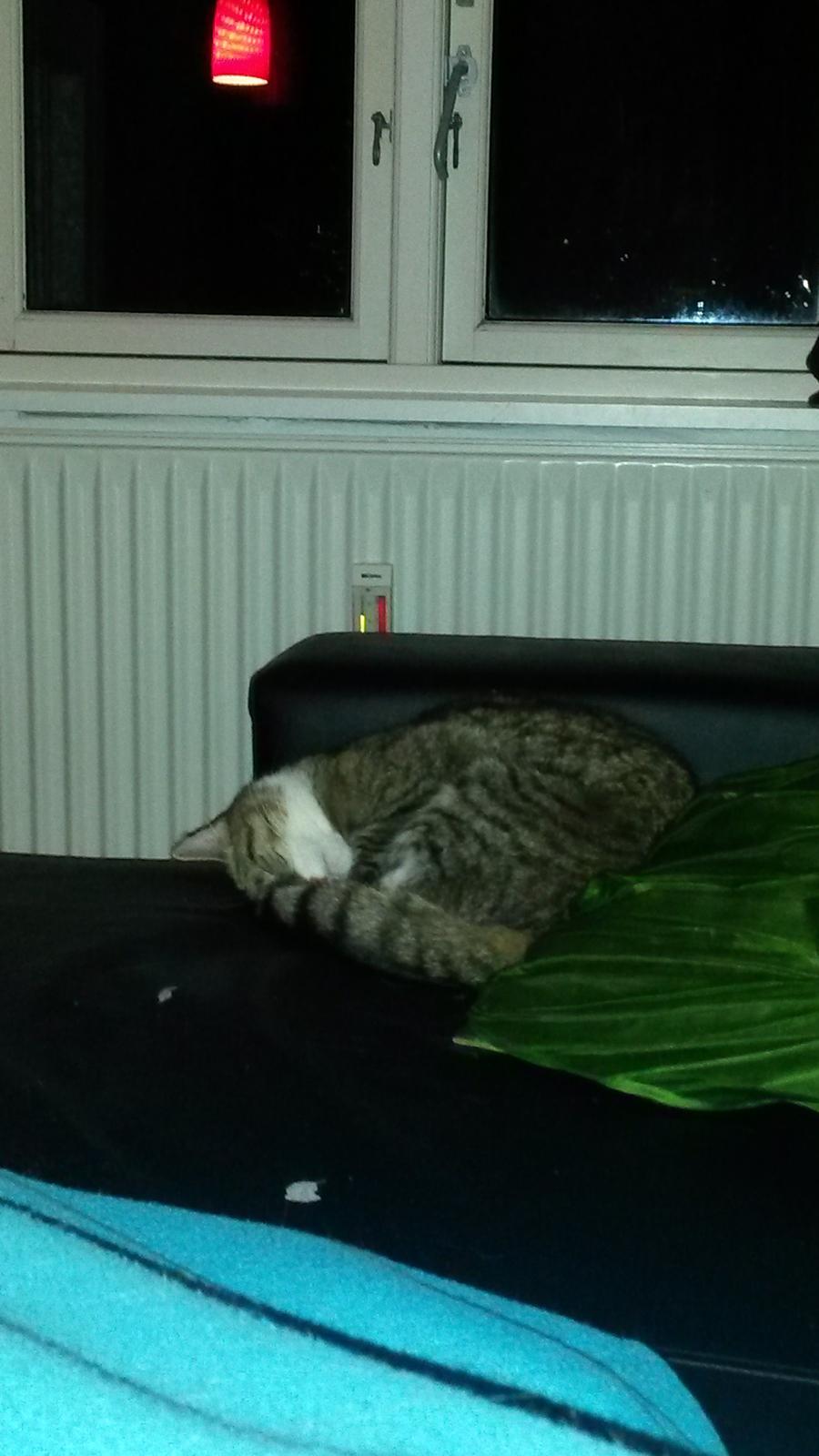 Huskat Tulle billede 48