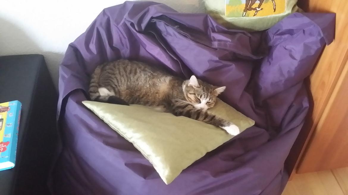 Huskat Tulle billede 42