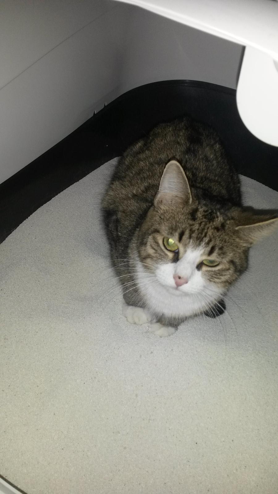 Huskat Tulle billede 47