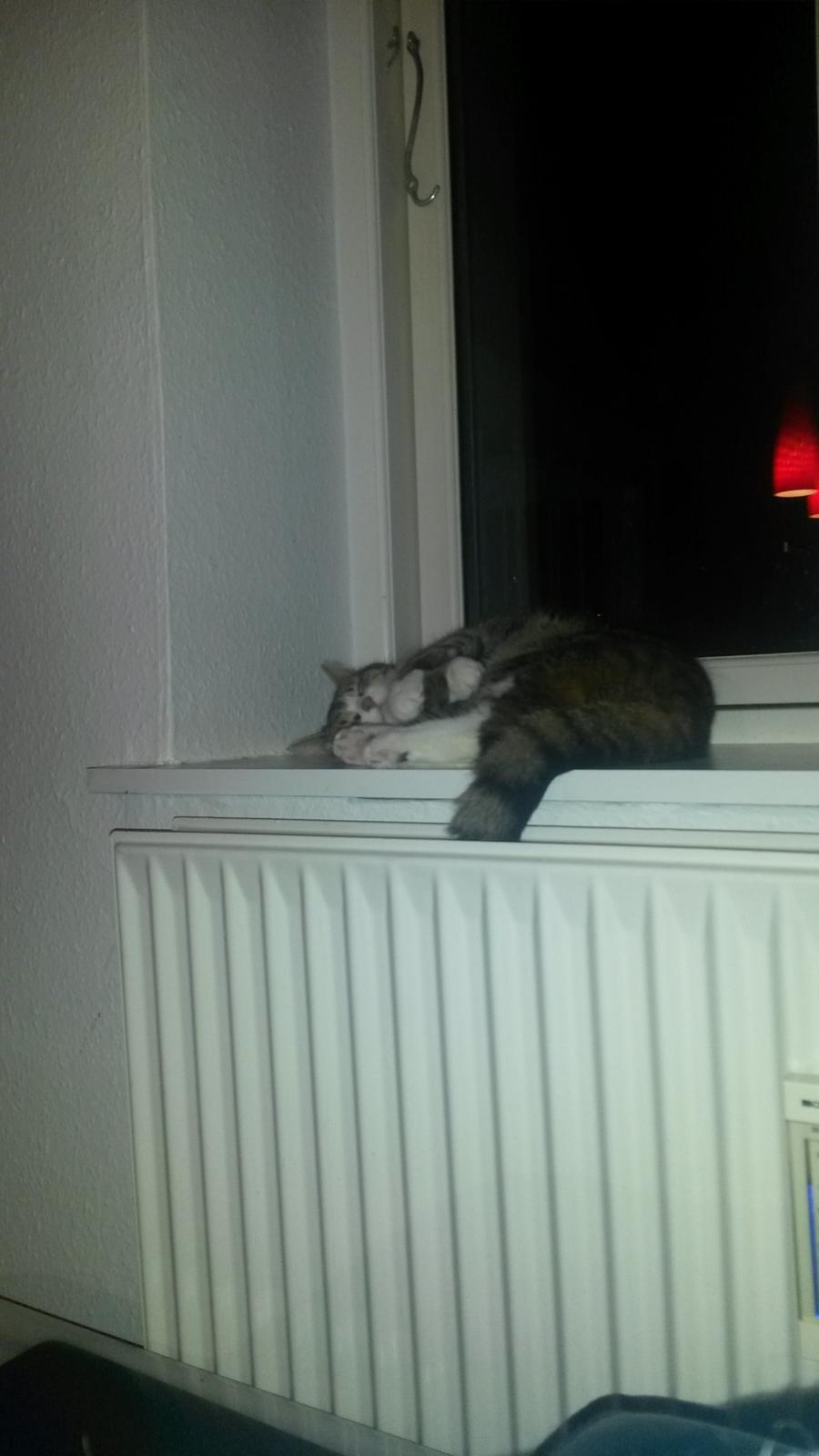 Huskat Tulle billede 50