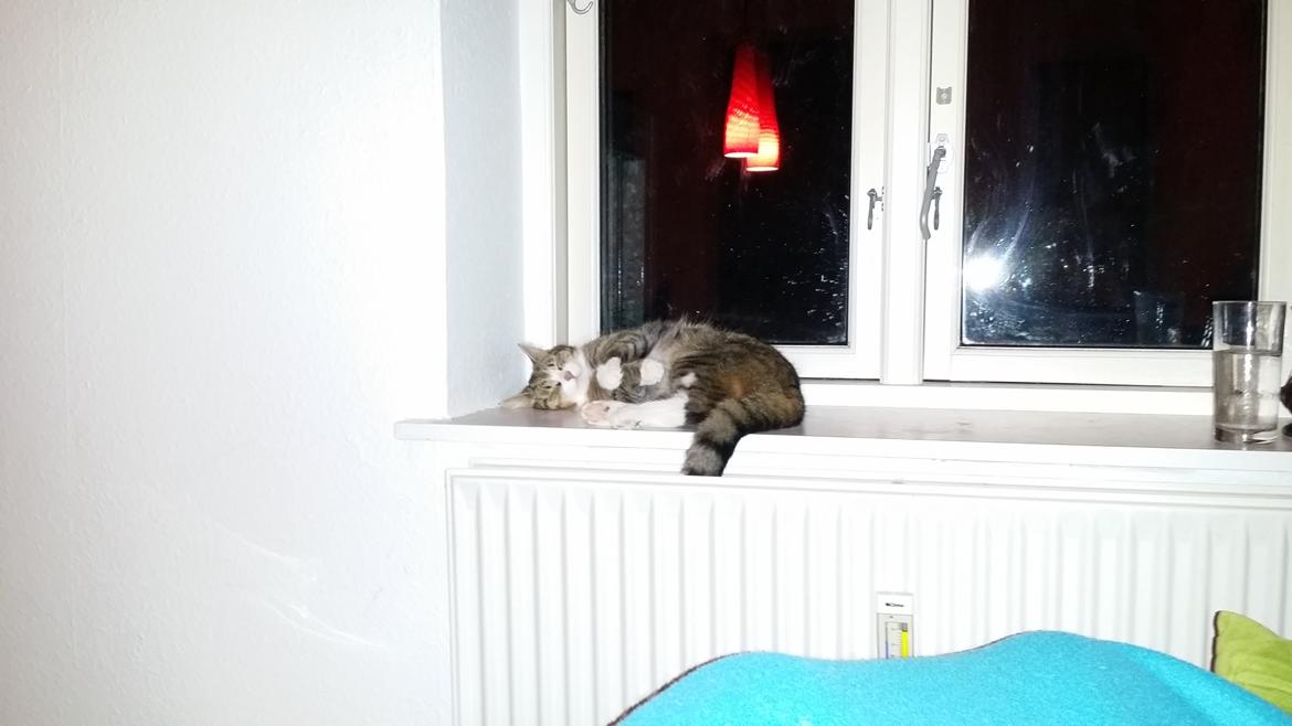 Huskat Tulle billede 46