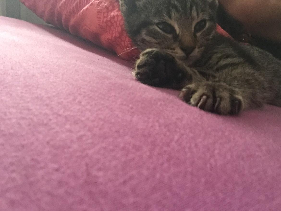 Huskat Simba billede 12