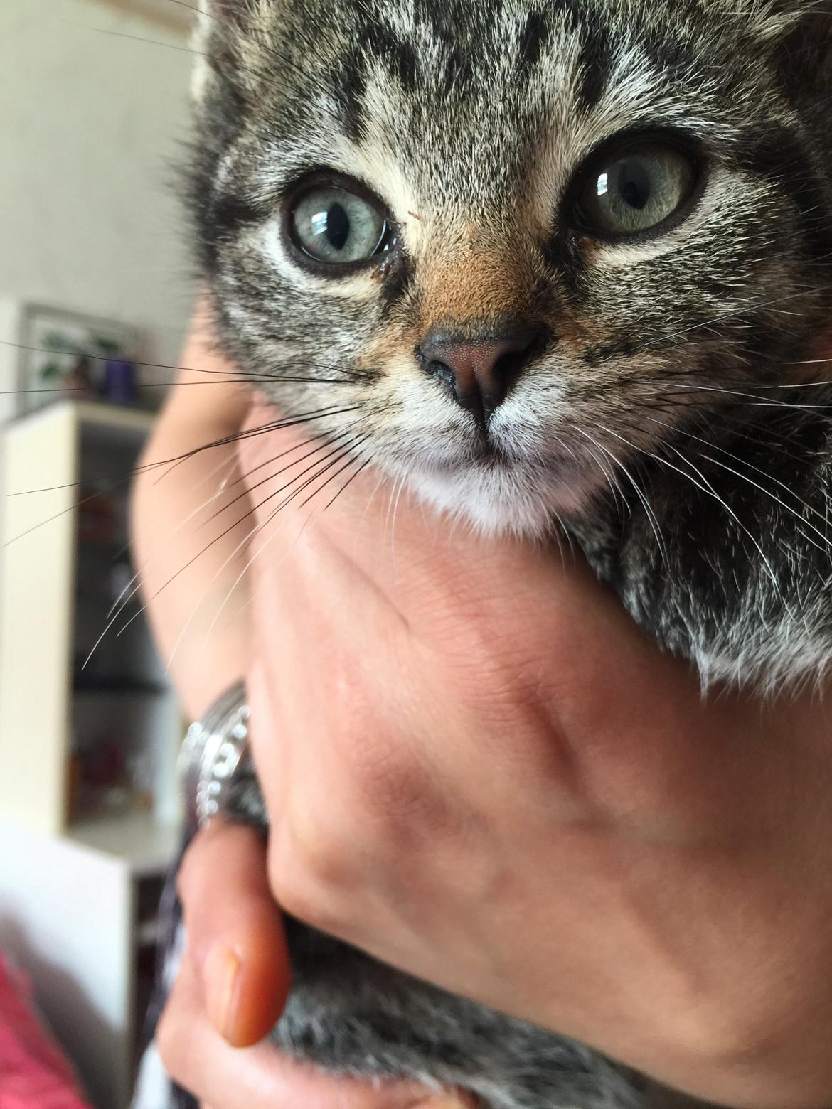 Huskat Simba billede 13