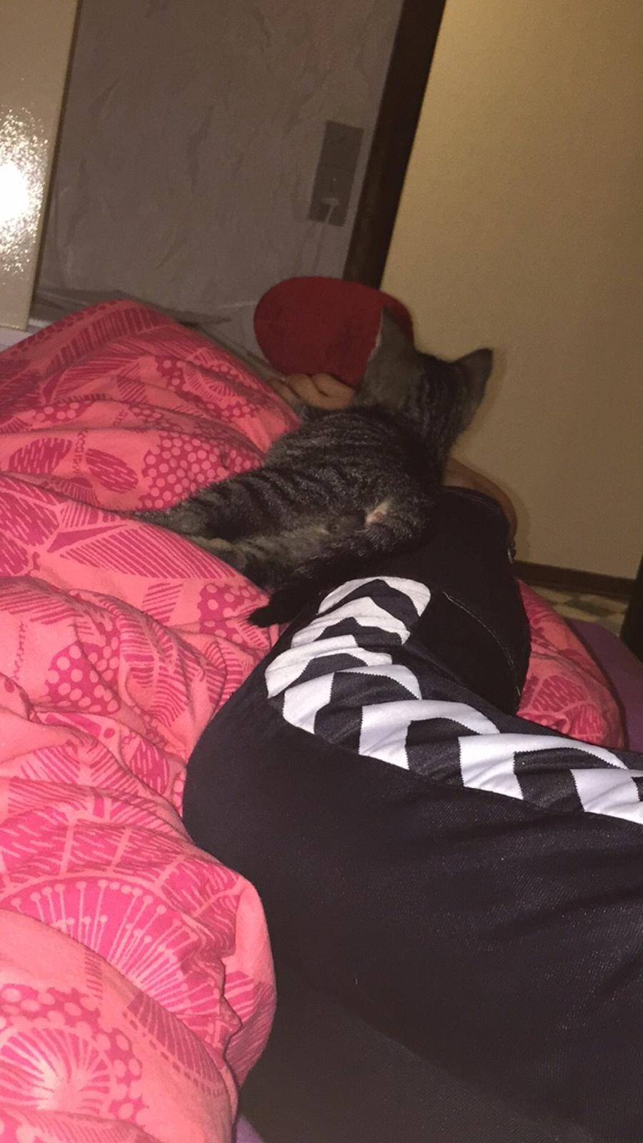 Huskat Simba billede 14