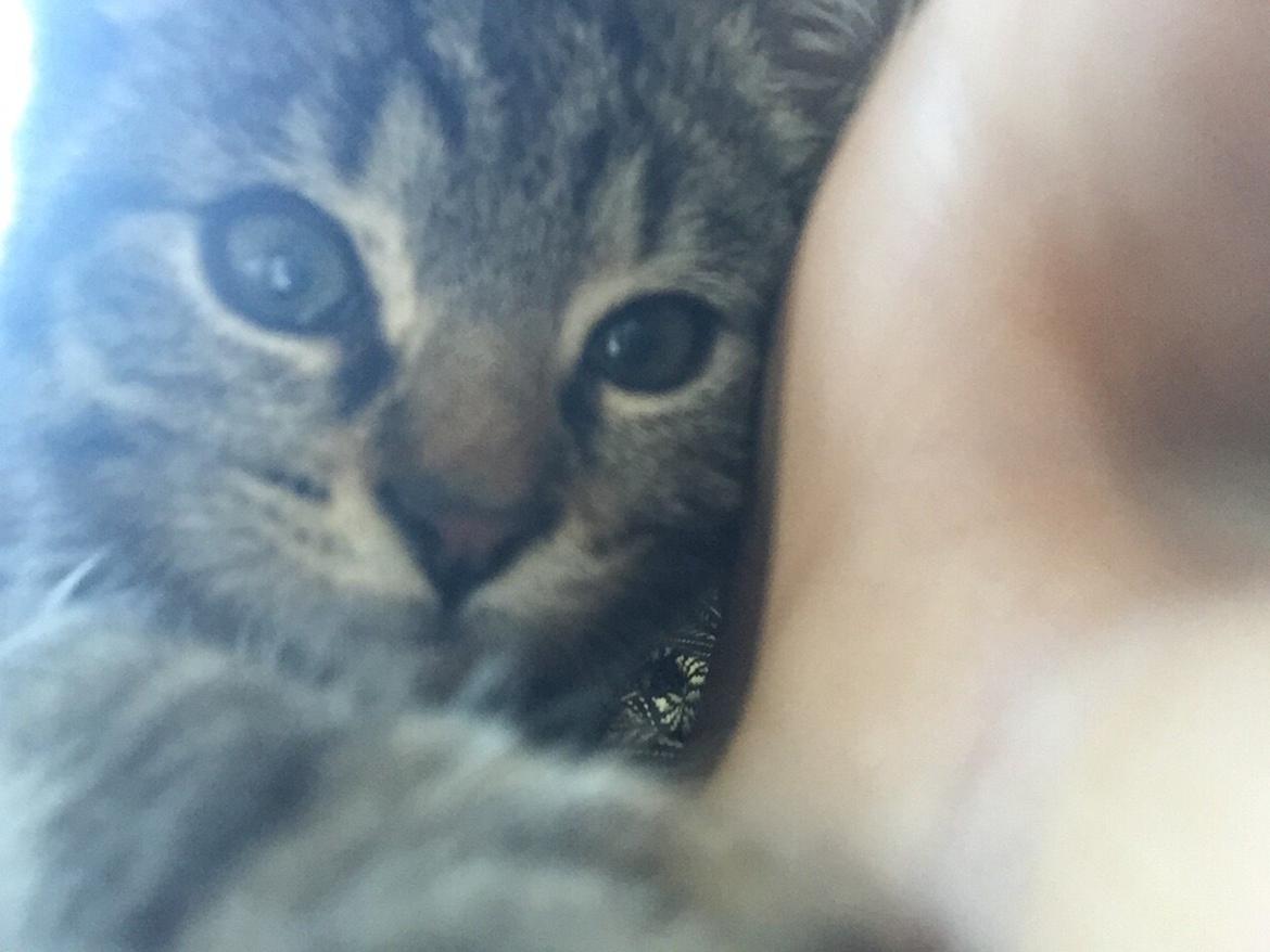 Huskat Simba - vil du hve min tlf ? <3 billede 16