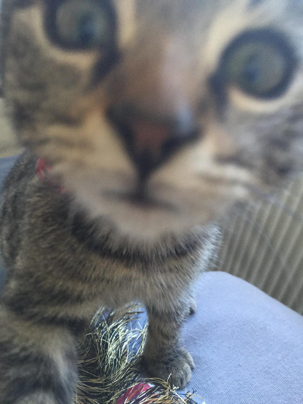 Huskat Simba - ja du viil 😍😇 billede 17