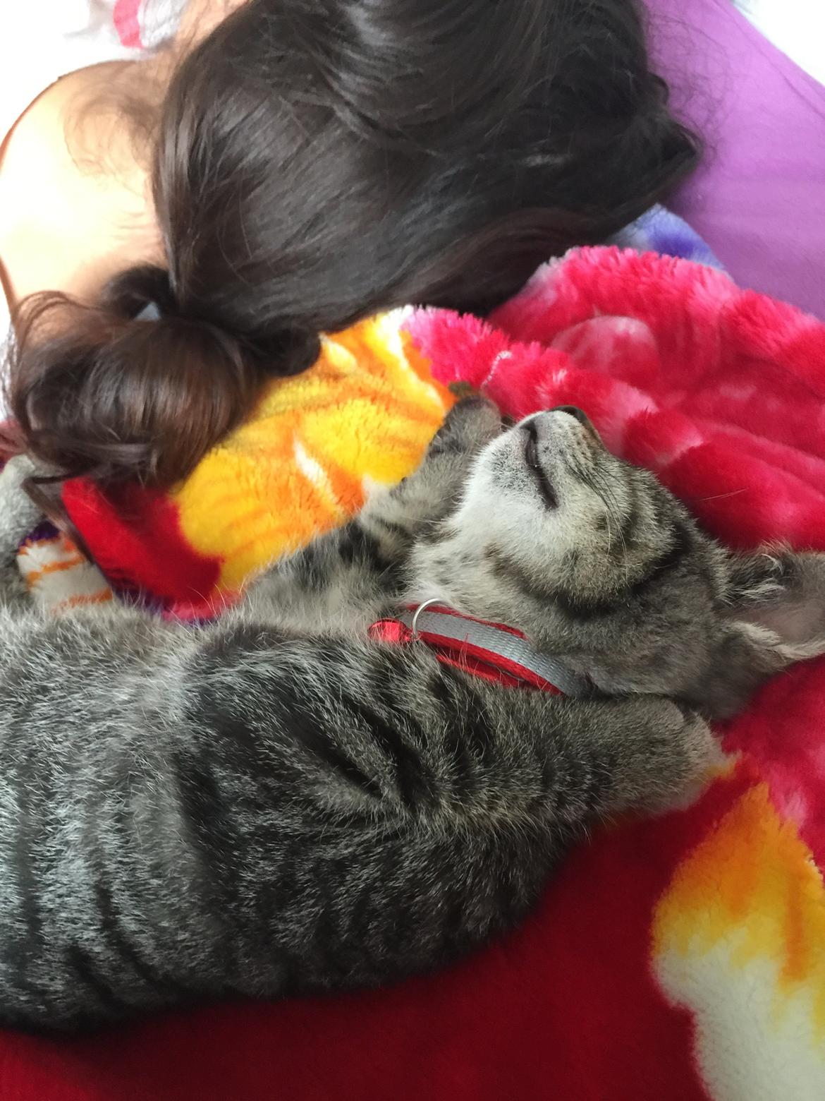 Huskat Simba - okay jeg skal nok lade vær ;) billede 18