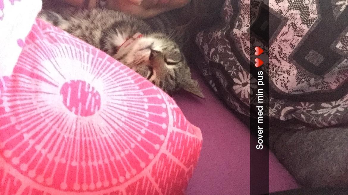 Huskat Simba billede 15