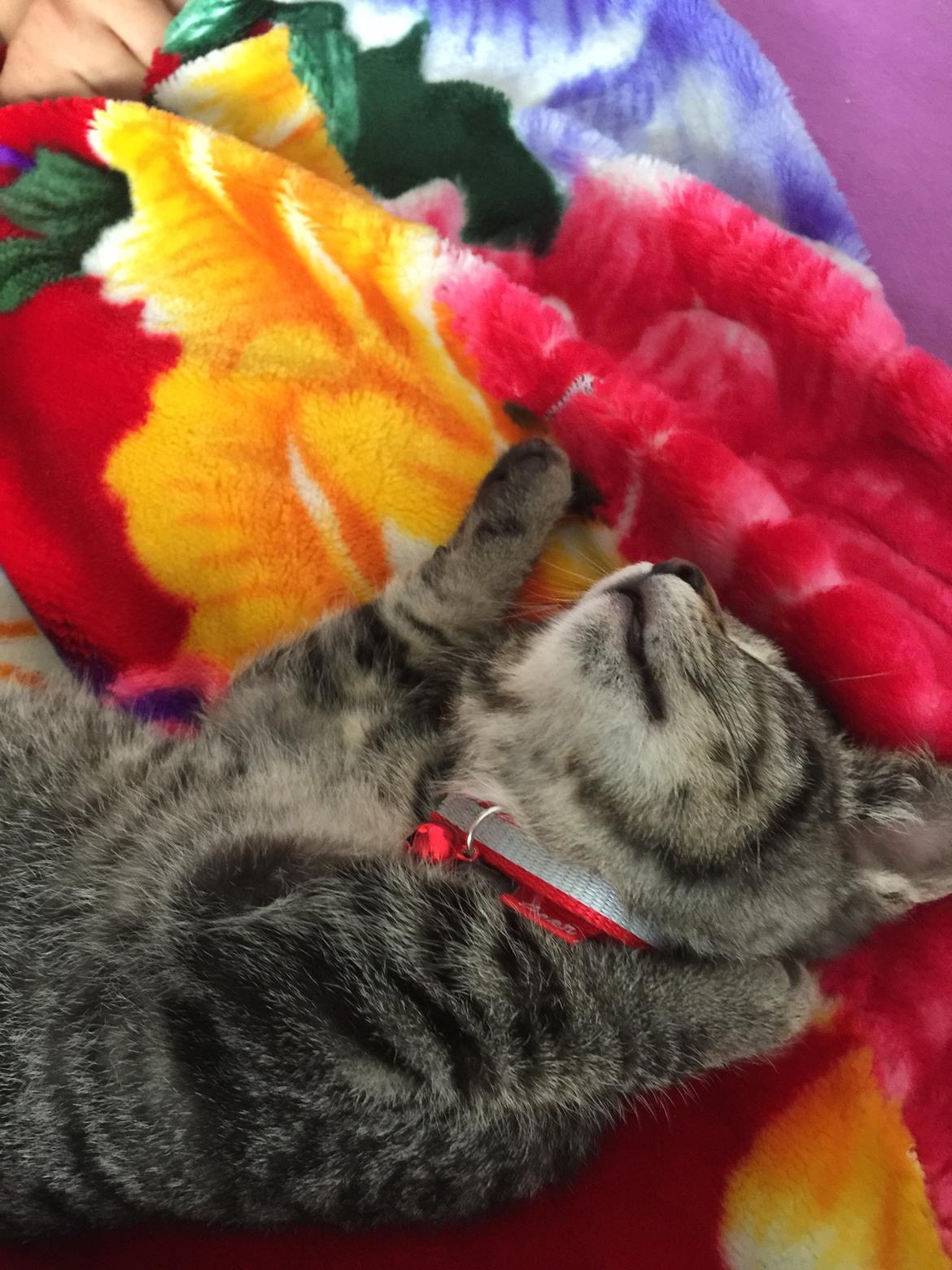 Huskat Simba billede 20