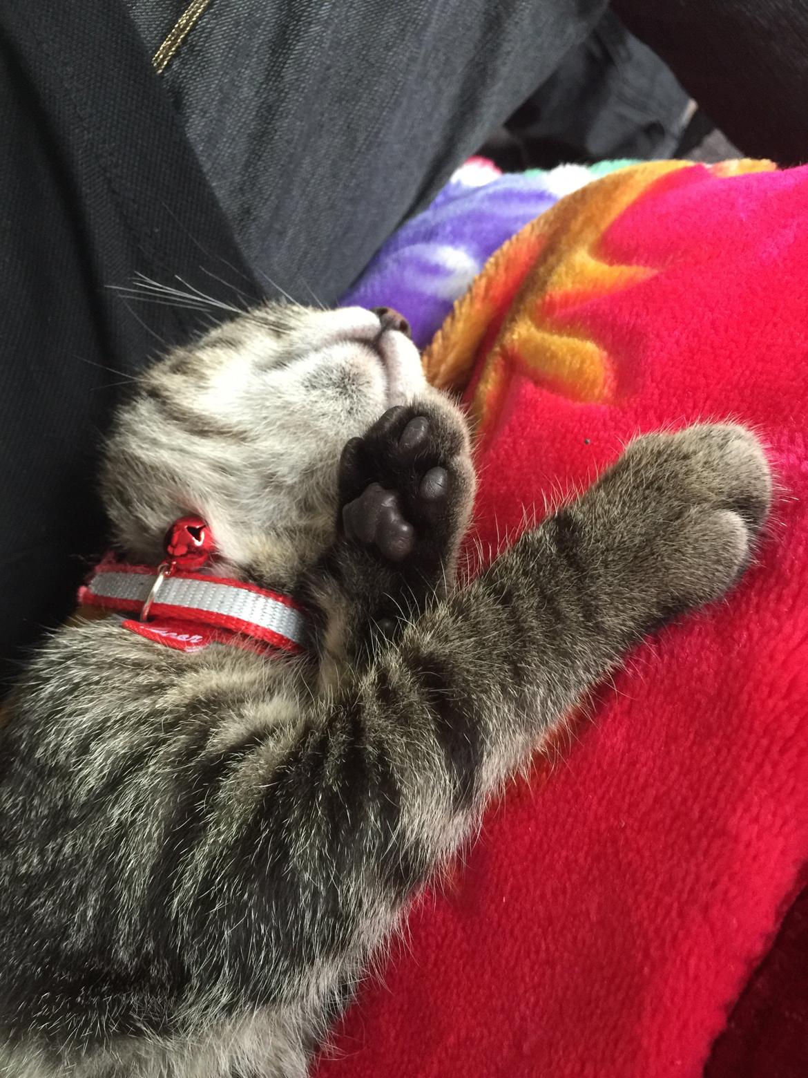 Huskat Simba - man hvor jeg ligger godt! 😍 billede 21