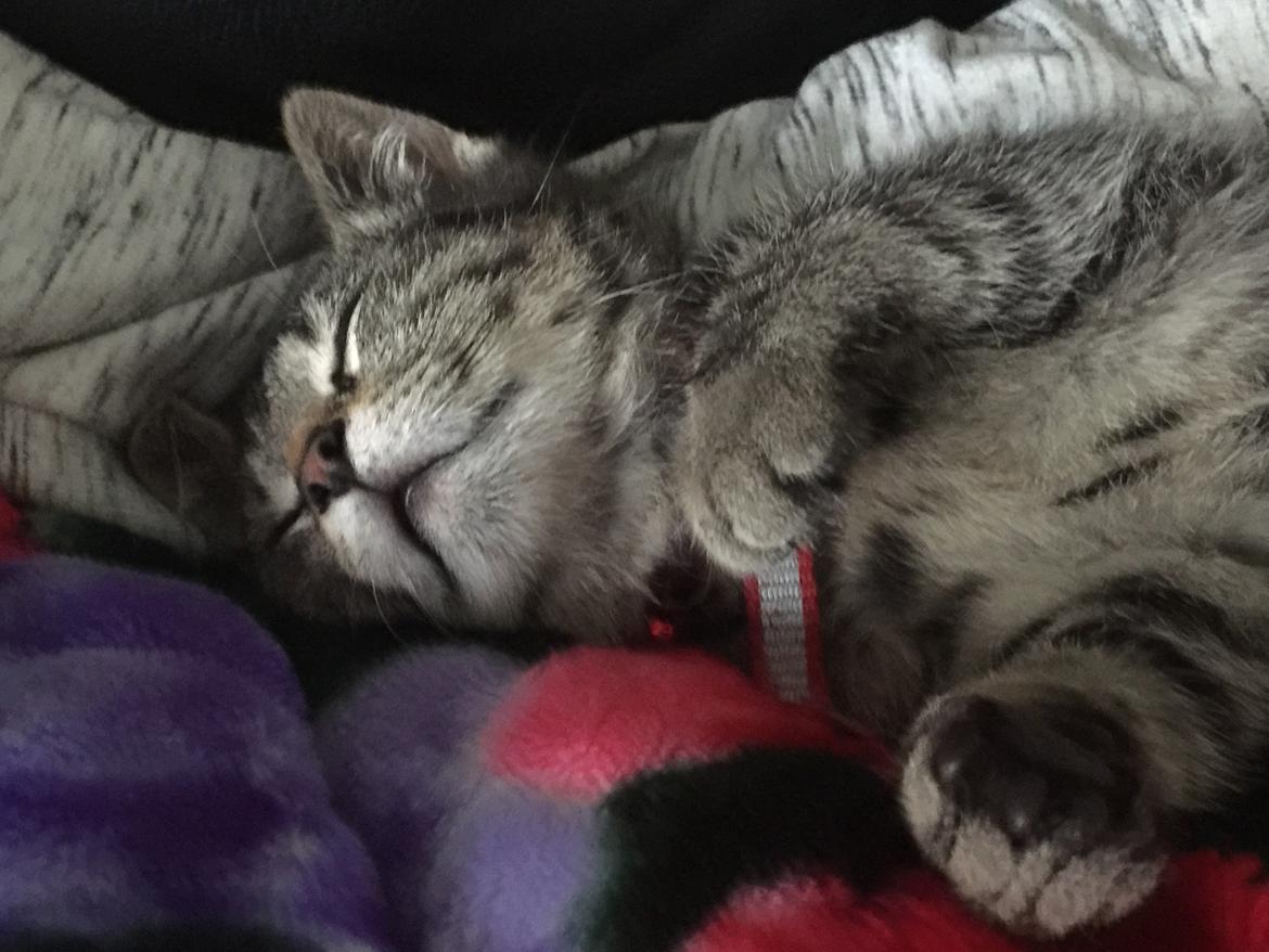 Huskat Simba billede 22