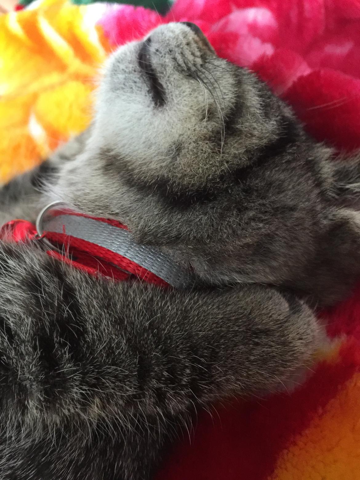 Huskat Simba billede 19