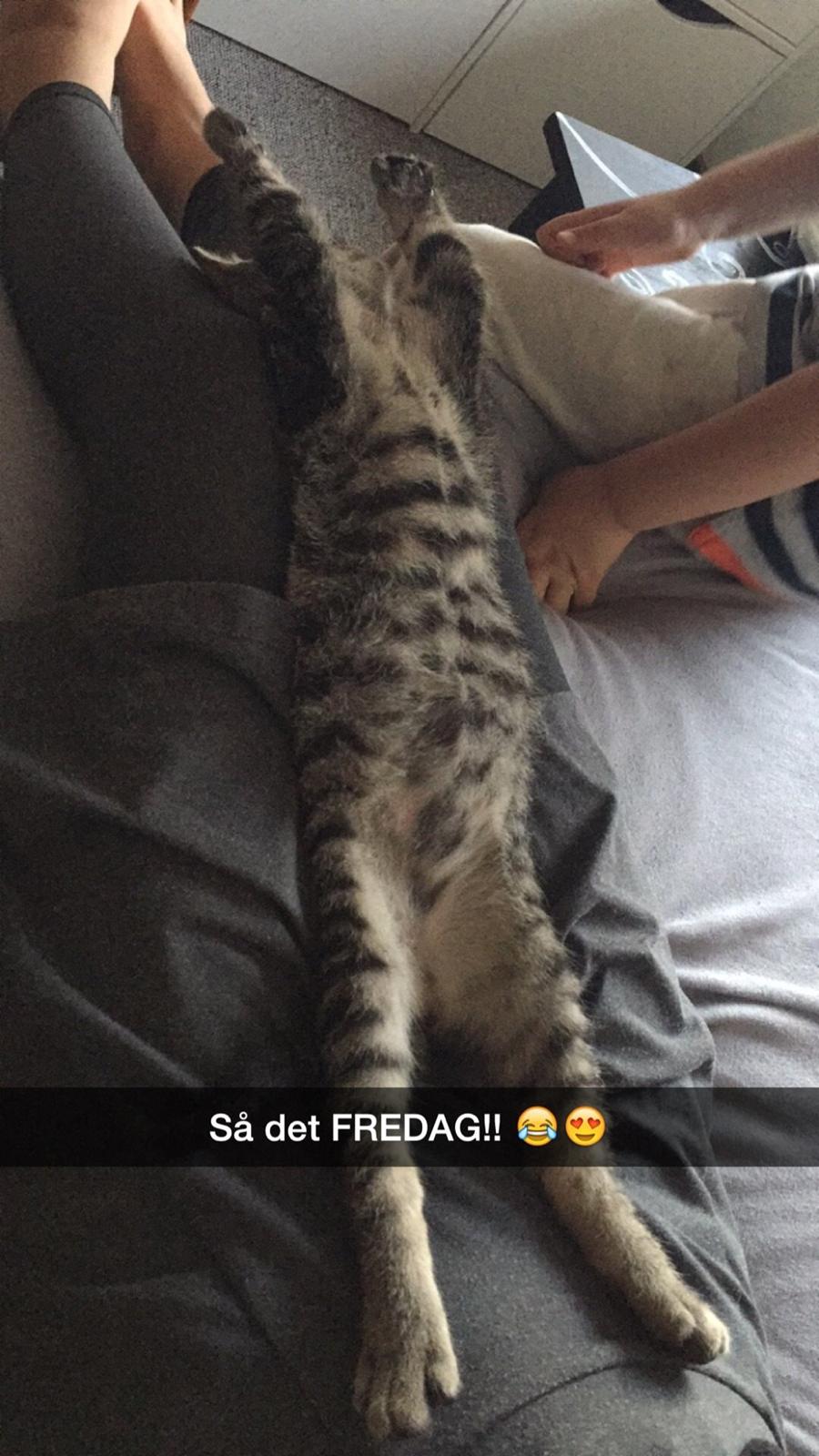 Huskat Simba billede 24