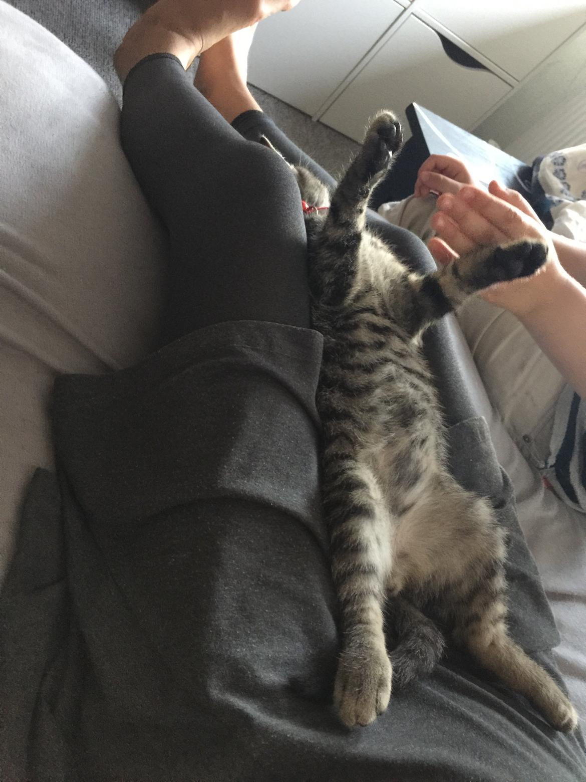 Huskat Simba billede 25