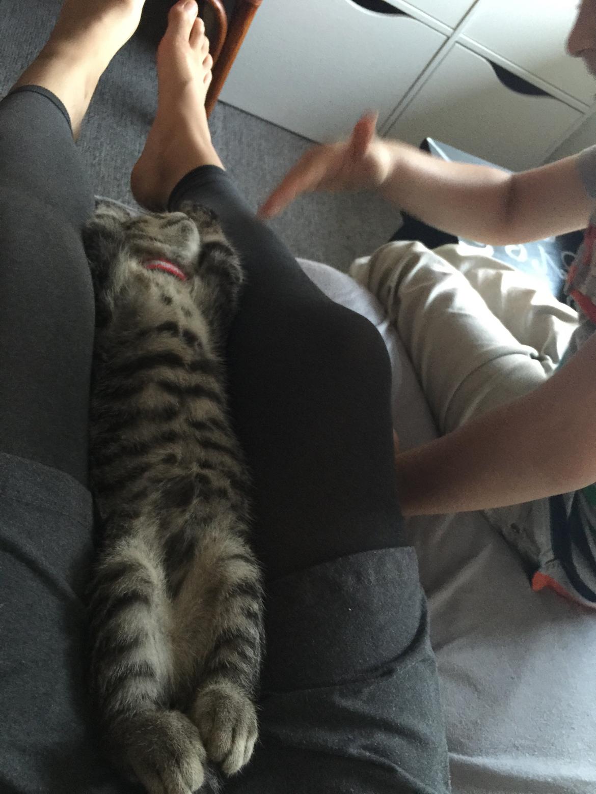 Huskat Simba billede 26