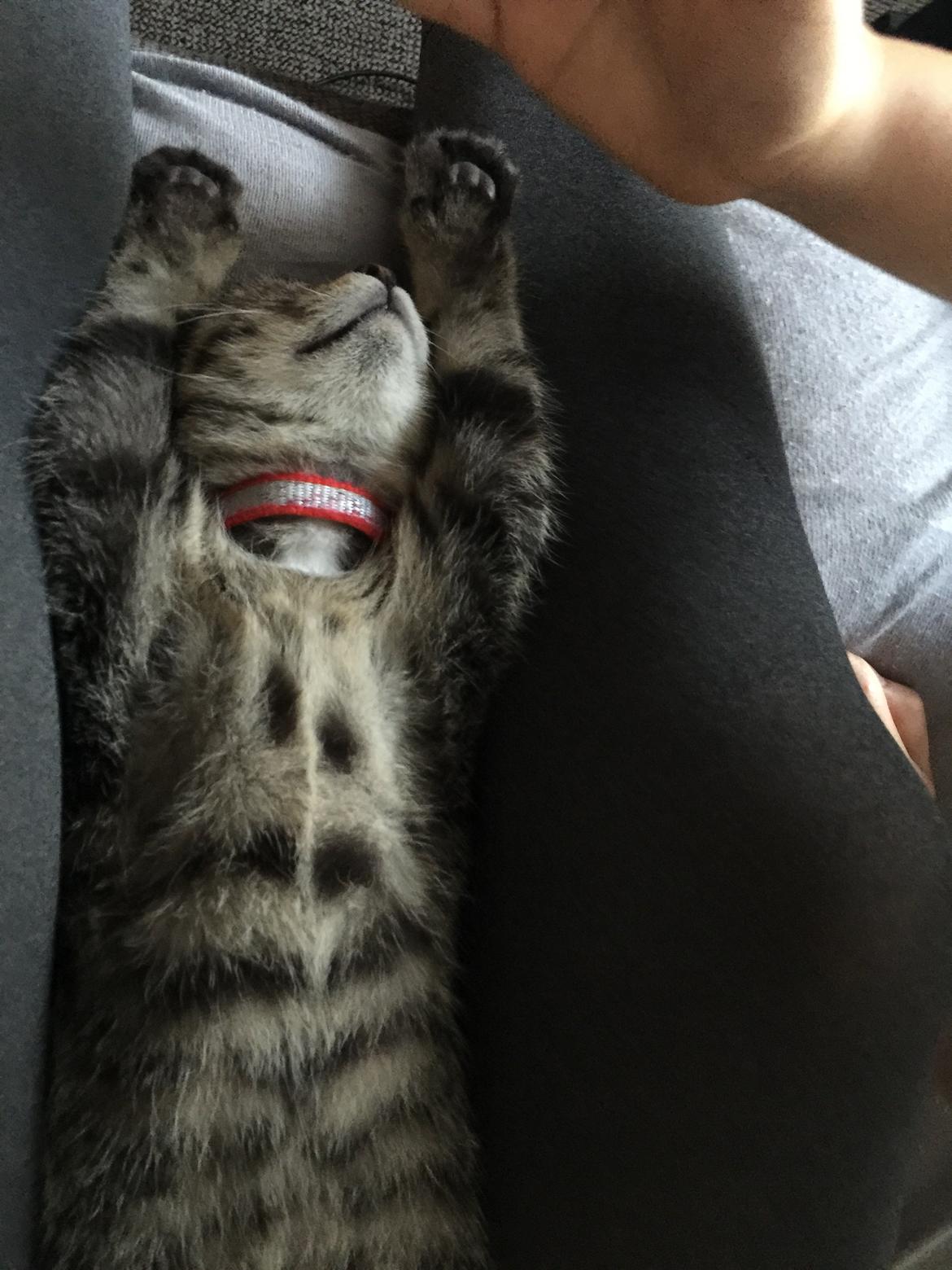 Huskat Simba billede 27