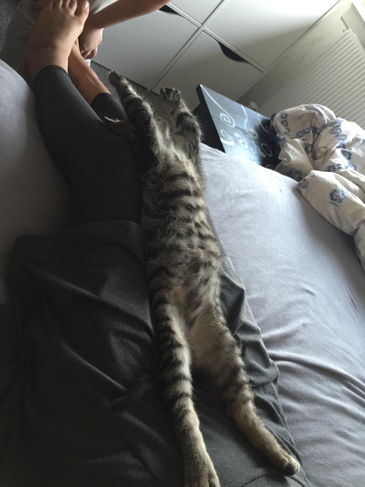 Huskat Simba - jeg overgiver mig 😂 billede 23