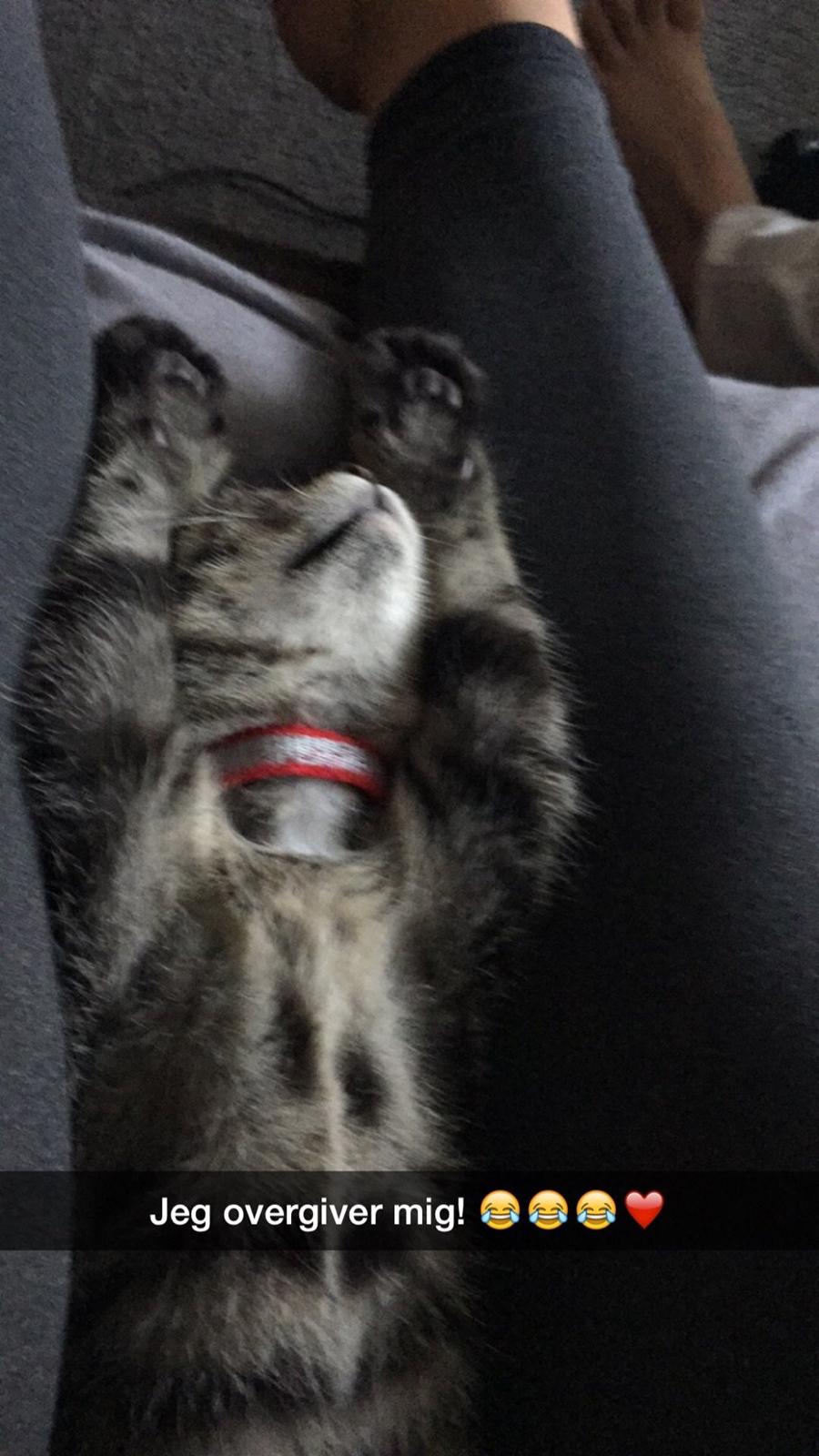 Huskat Simba billede 28