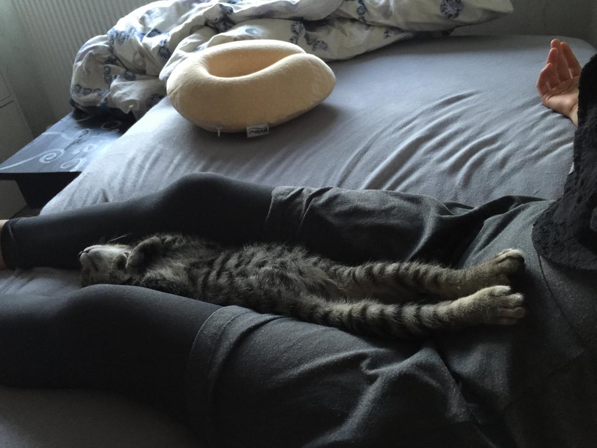 Huskat Simba billede 29