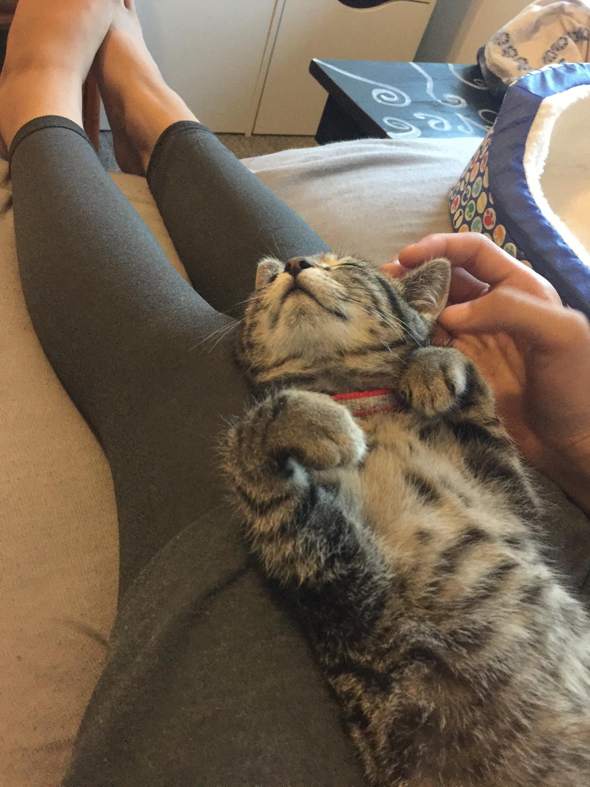 Huskat Simba - jeg elsker livet som huskat 😋 billede 30