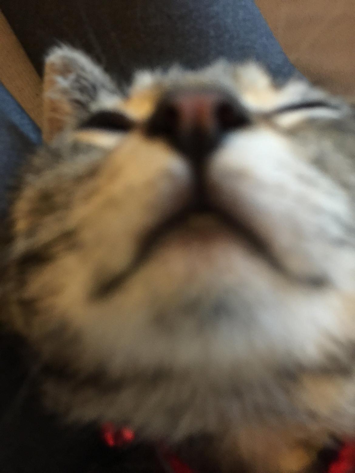 Huskat Simba - nuted? ❤️ billede 31