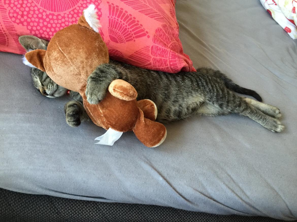 Huskat Simba - og elsker min bamse!! billede 32