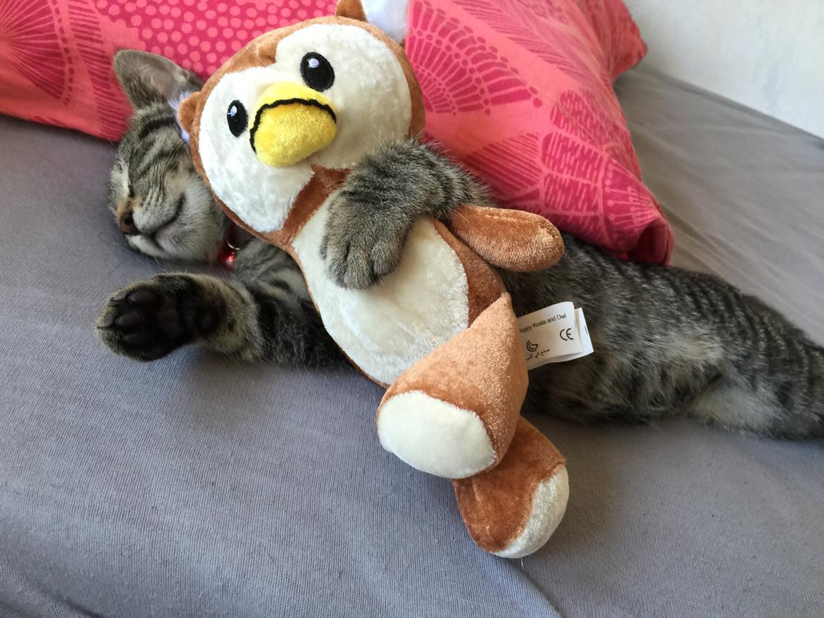 Huskat Simba - 😍😘 billede 33