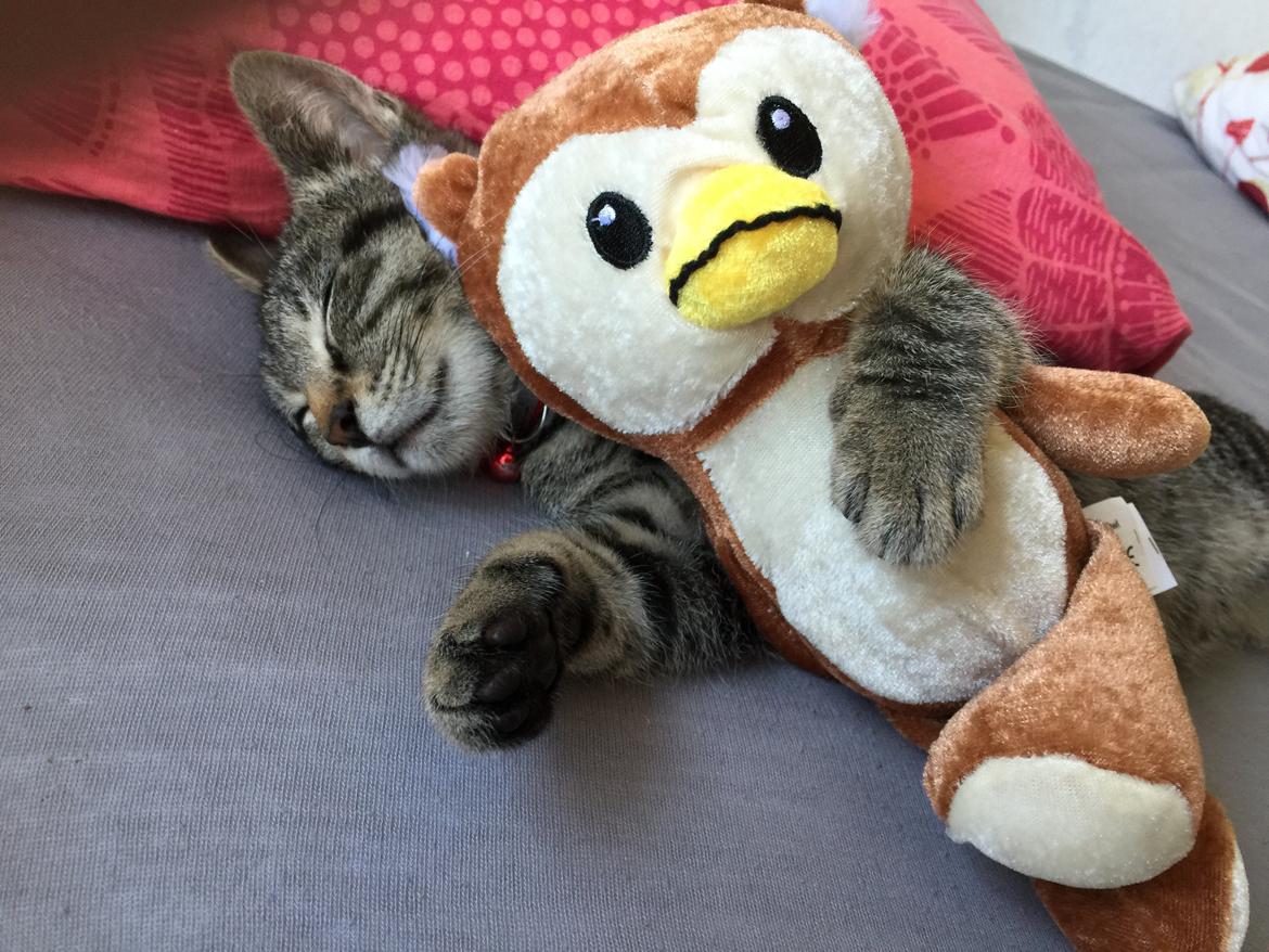 Huskat Simba billede 34