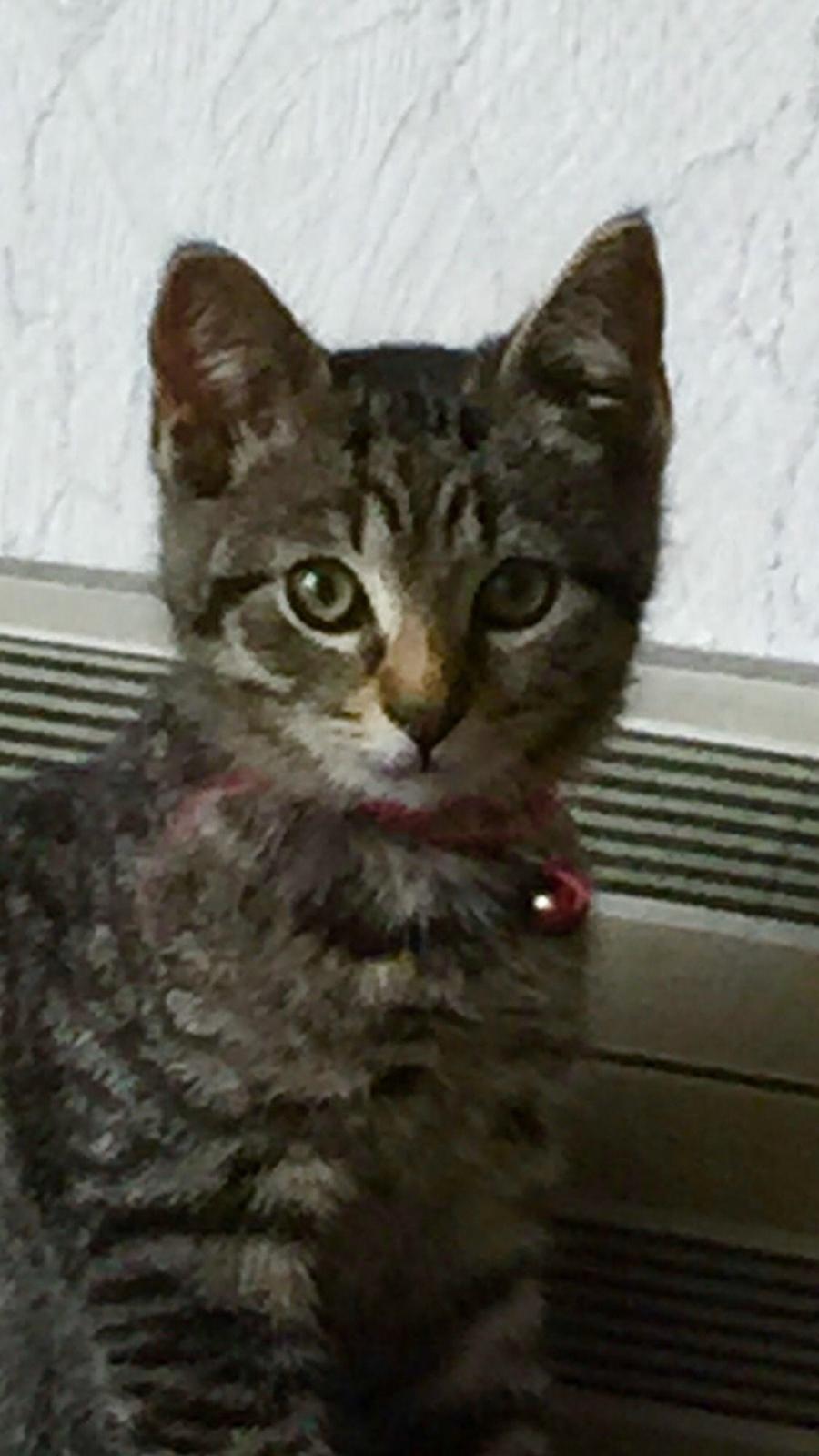 Huskat Simba billede 35