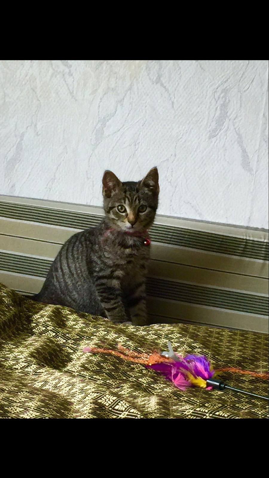 Huskat Simba - fotogen ❤️ billede 36