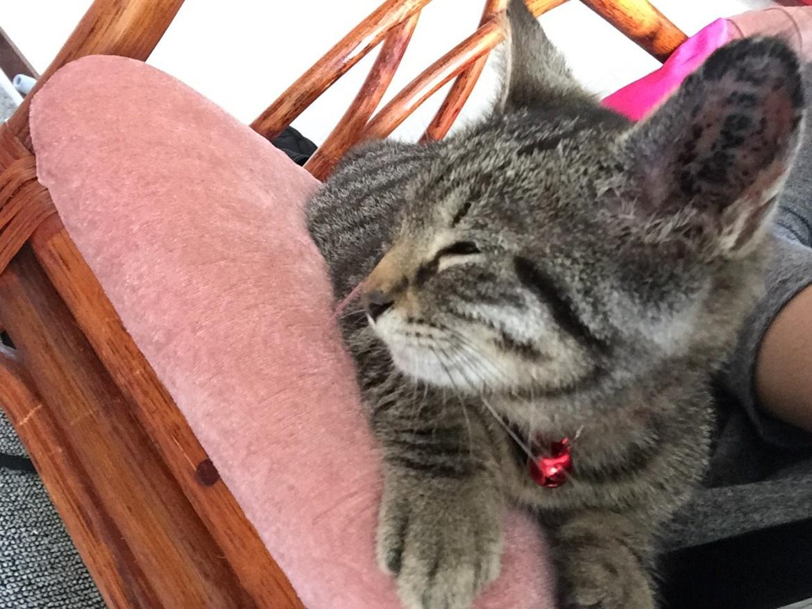 Huskat Simba billede 37