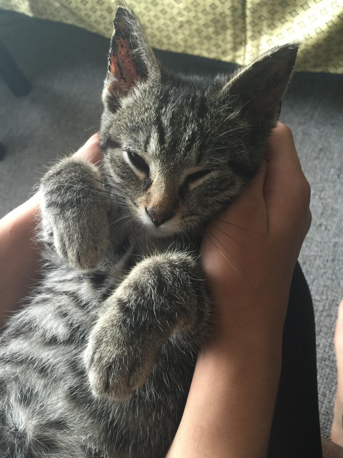 Huskat Simba - nuser ❤️ billede 38