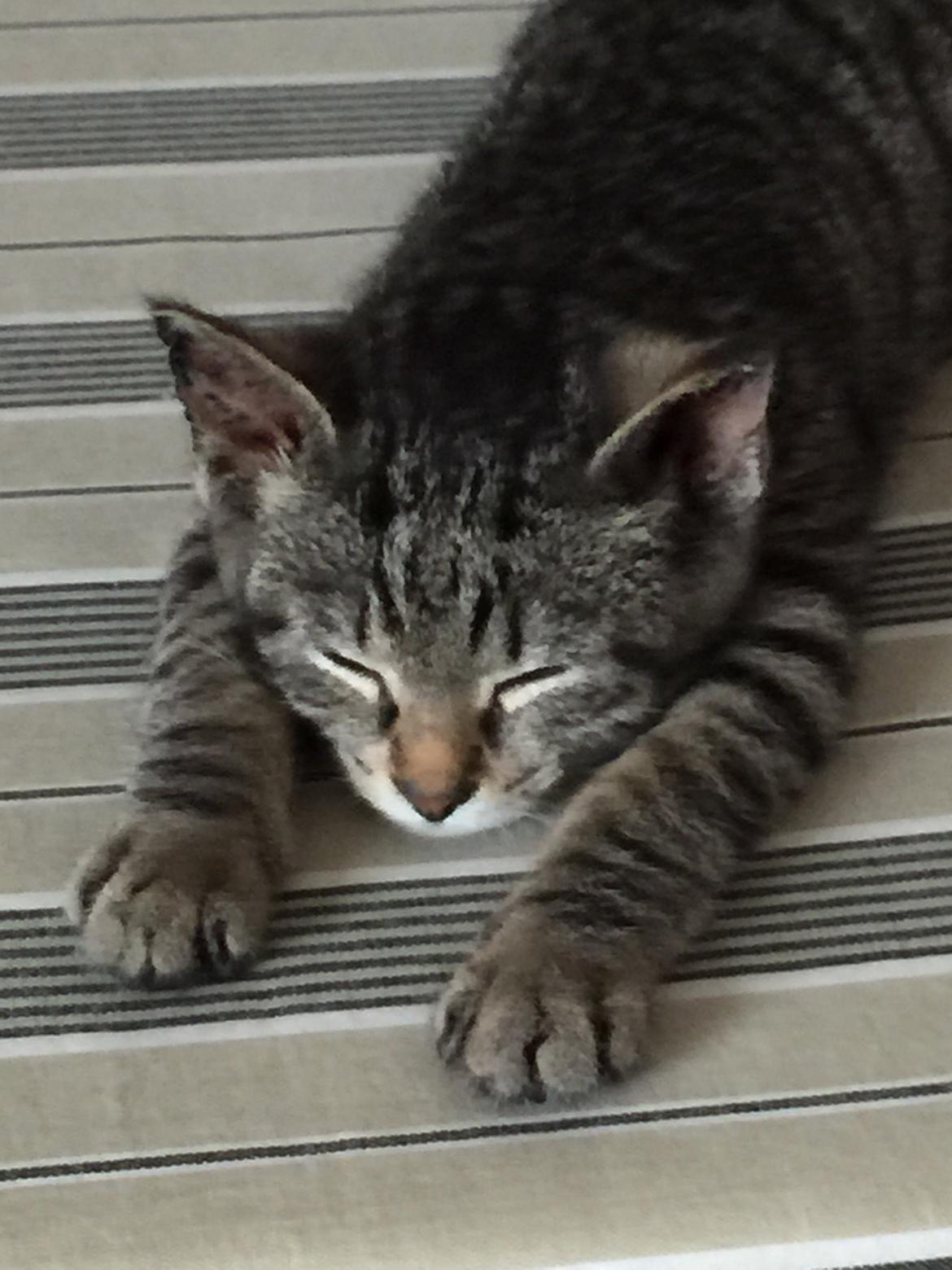 Huskat Simba - ahh ❤️ billede 39