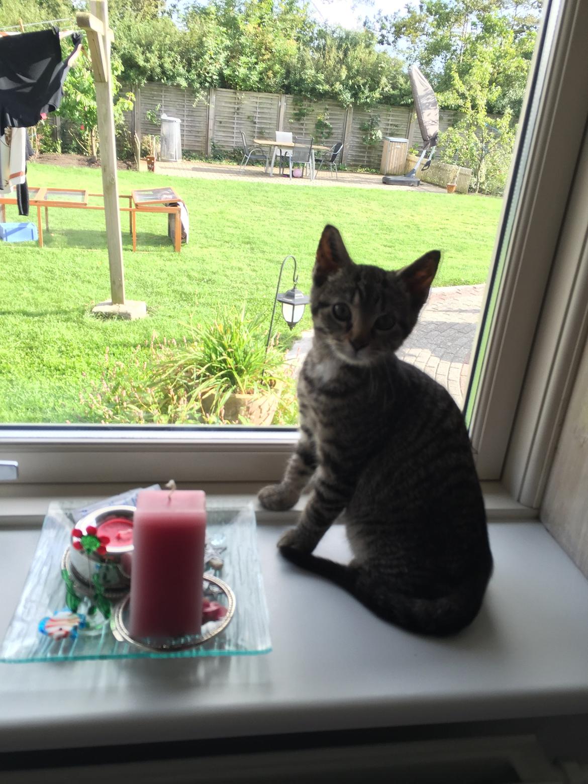 Huskat Simba - hvem.. mig..? 😃 billede 40