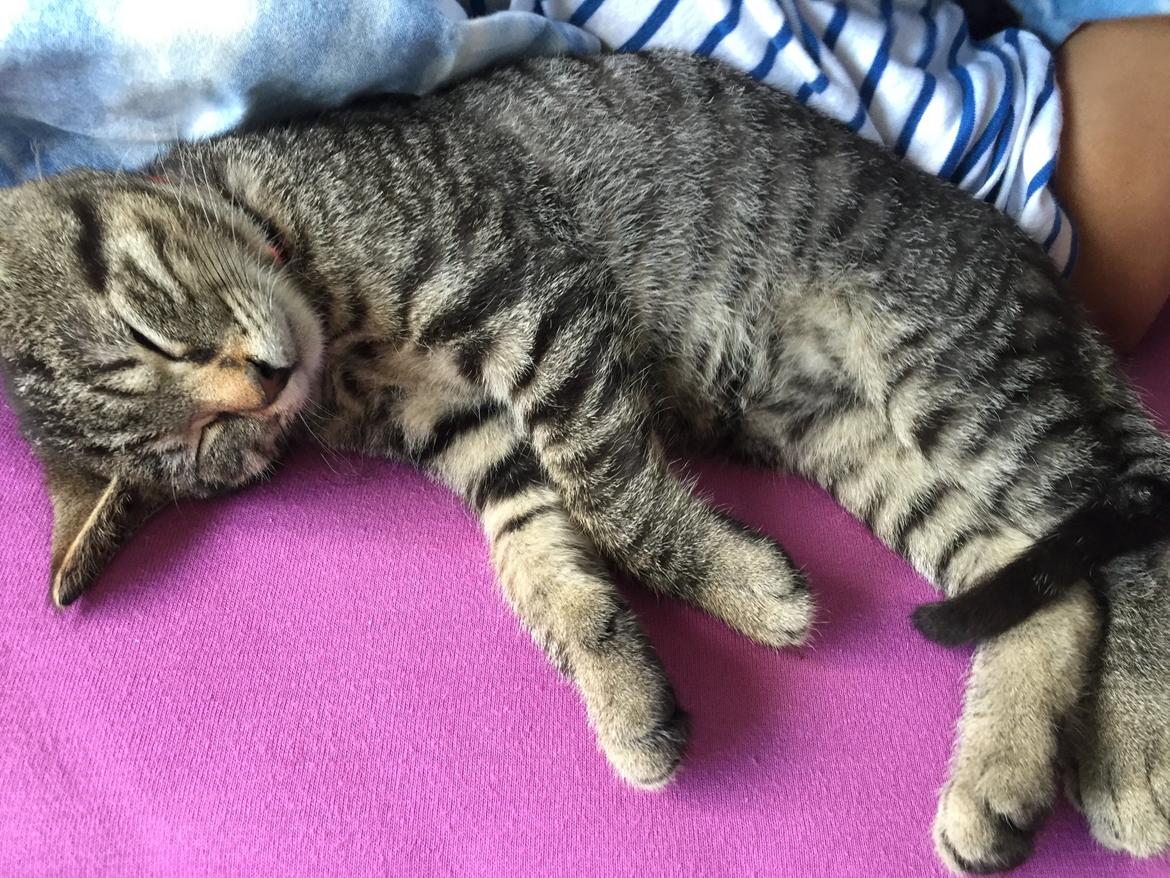 Huskat Simba billede 42