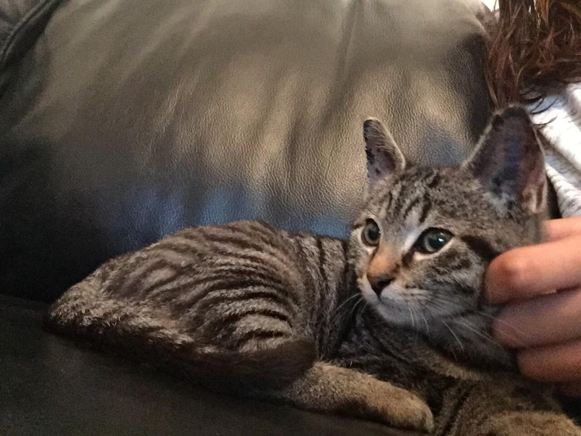 Huskat Simba billede 43