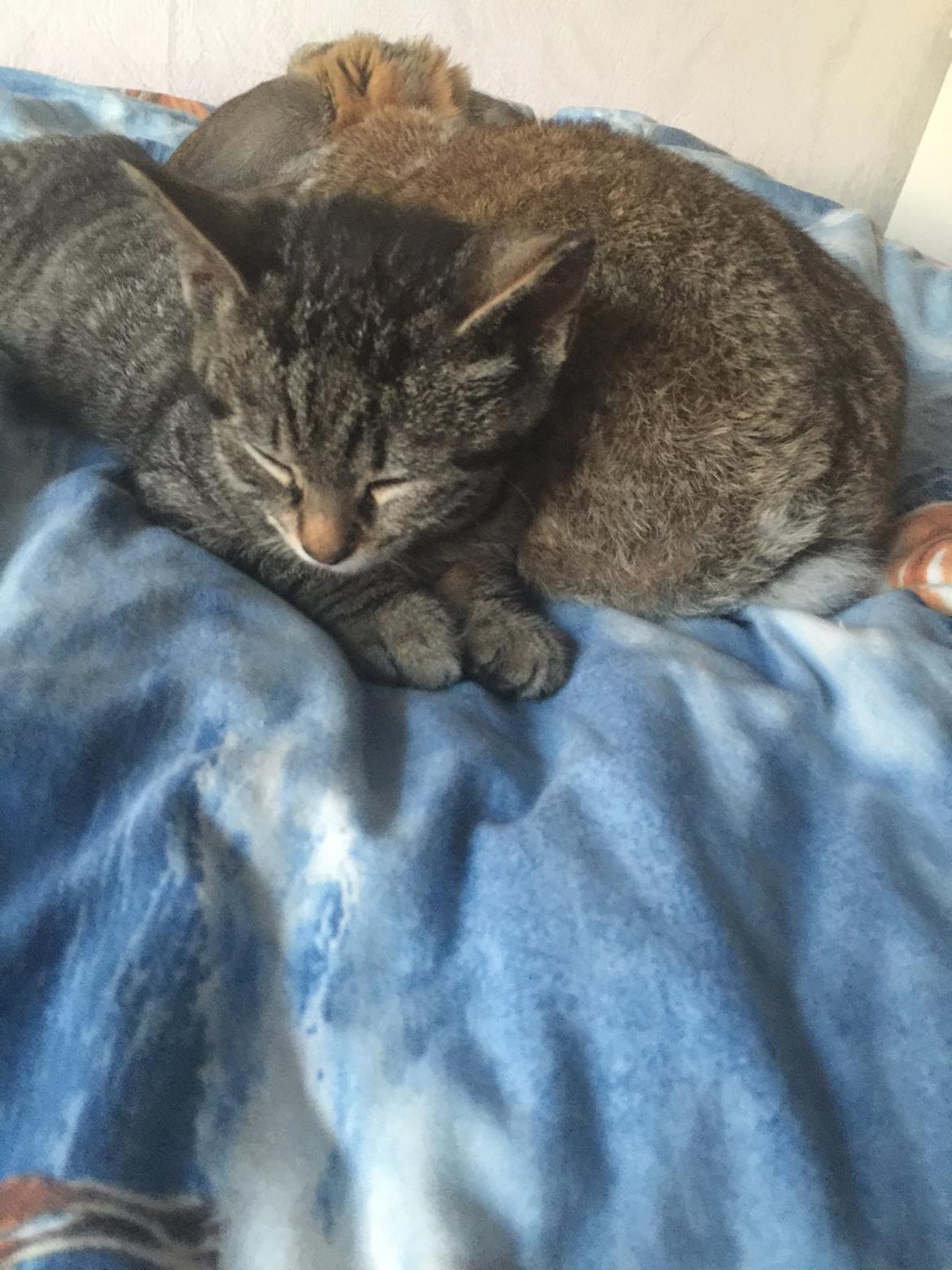 Huskat Simba billede 44