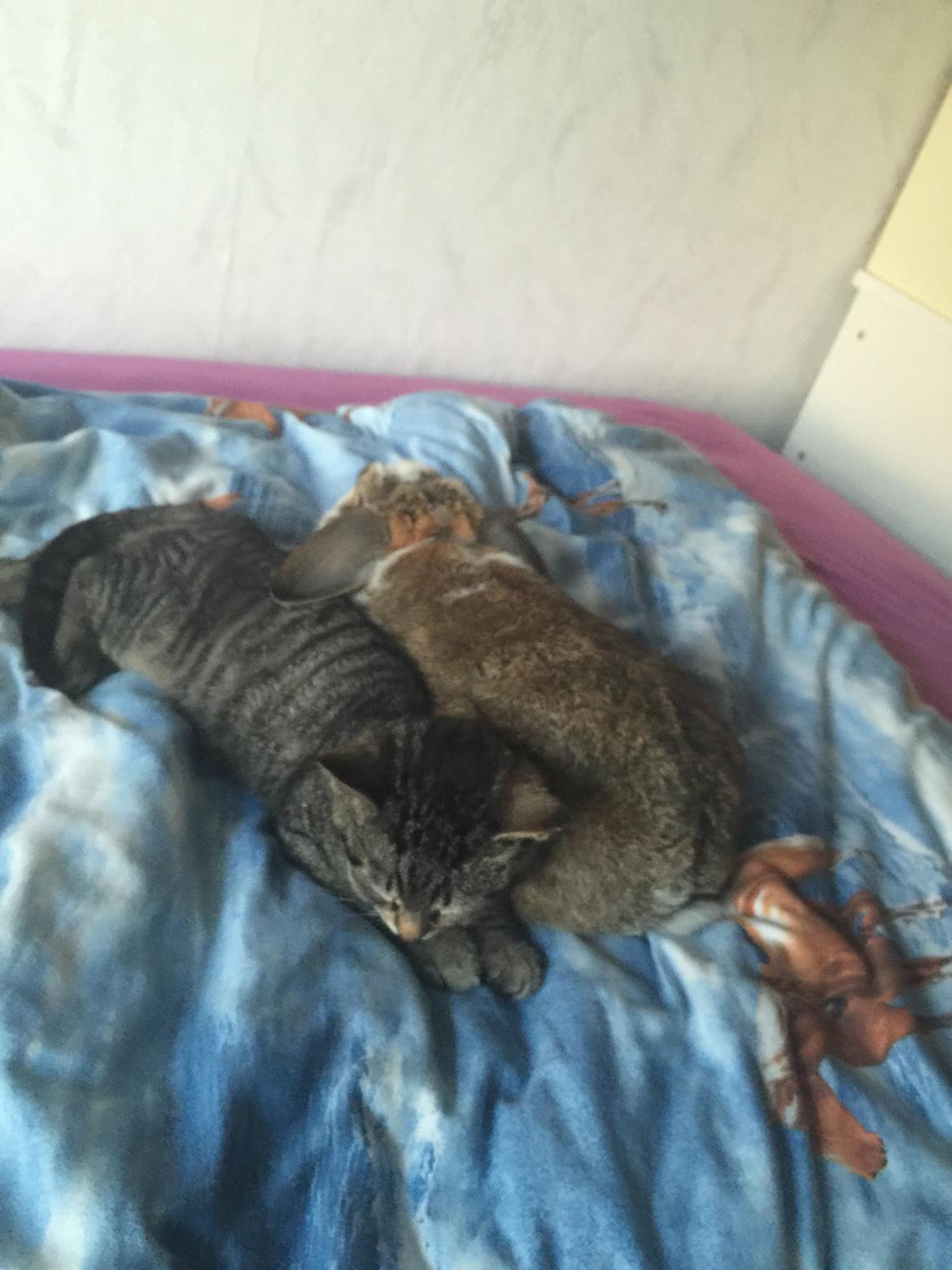 Huskat Simba - min bedste dyreven er en kanin 😇 billede 45