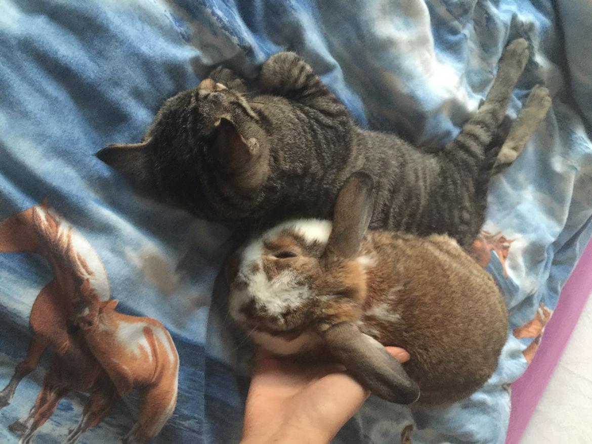 Huskat Simba billede 46