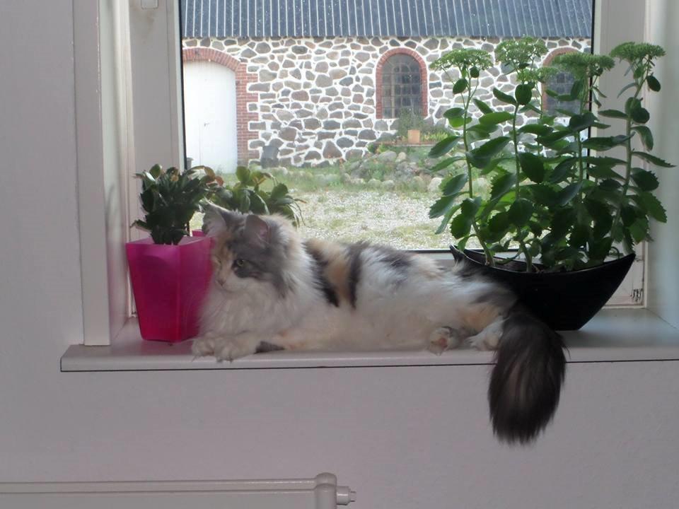 Maine Coon PR. DK Bjørnholts Eliana. 26/3 - 7 august 2015 billede 6