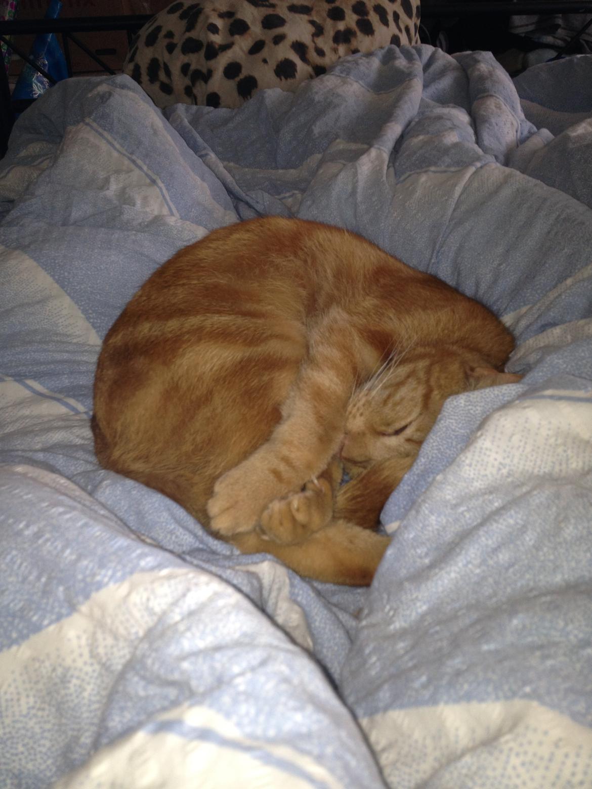 Huskat Bandit billede 7