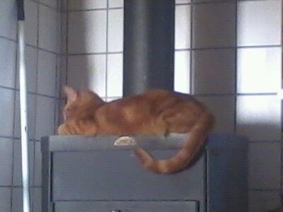 Huskat Bandit billede 8