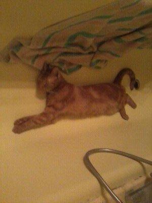 Huskat Bandit billede 9