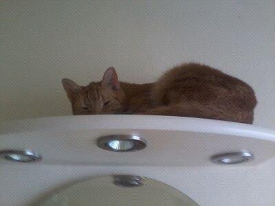 Huskat Bandit billede 10